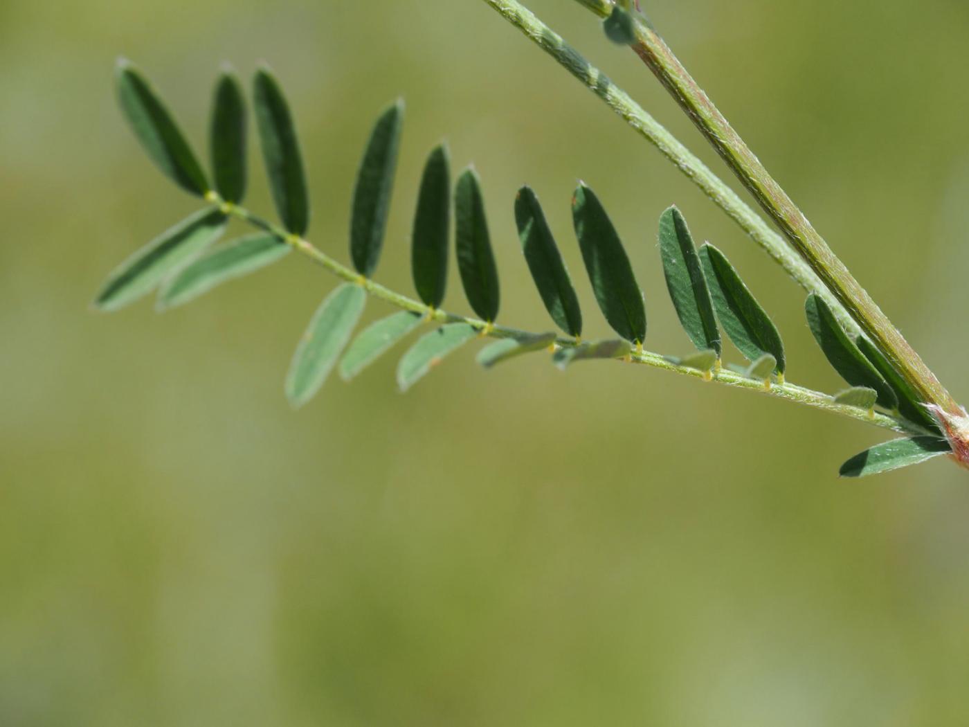 Sainfoin, (Wild) leaf